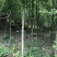 香樟树5公分…10公分，自己基地货，价格方面买主开心就好