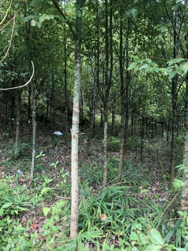 香樟树5公分…10公分，自己基地货，价格方面买主开心就好