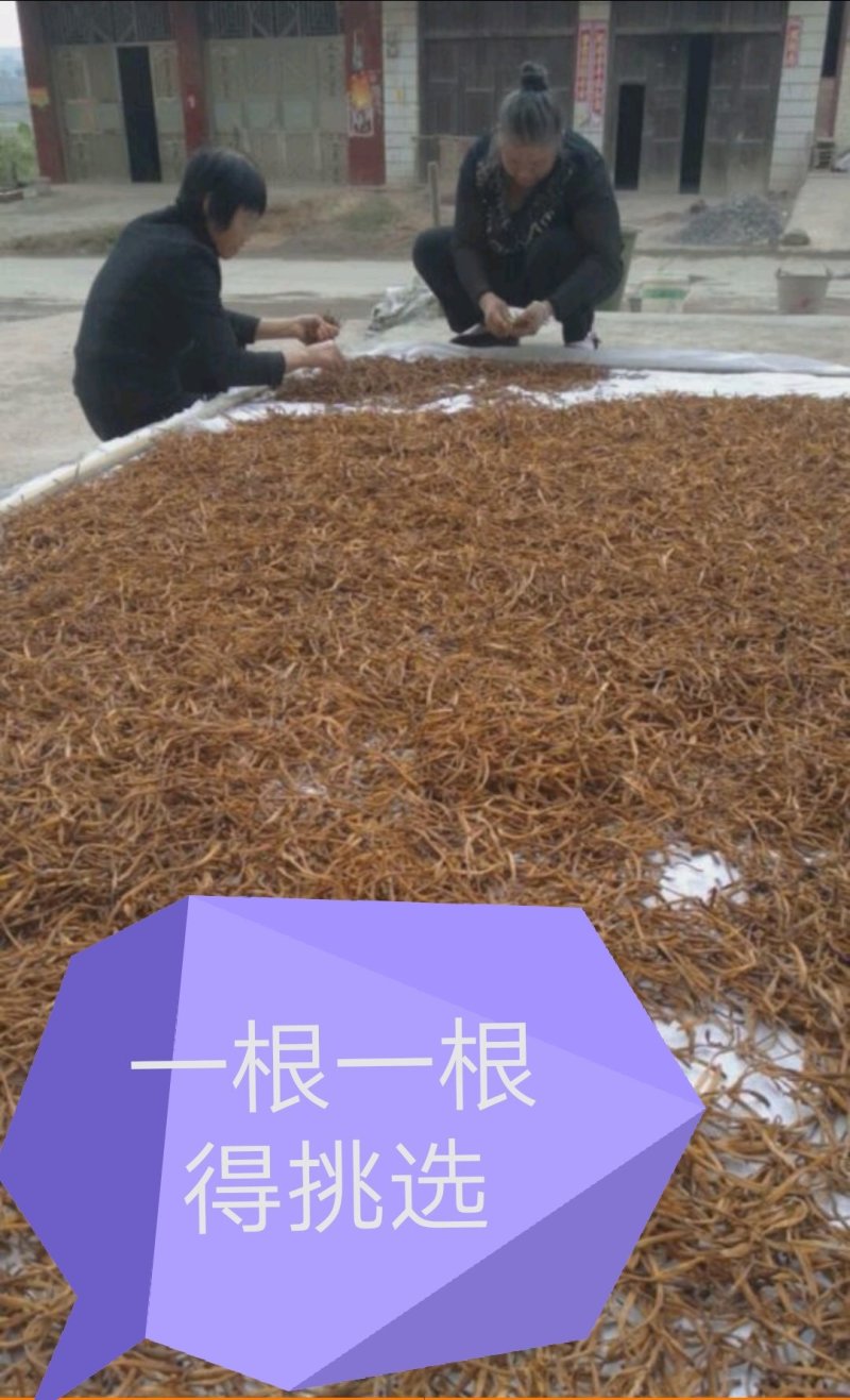 黄花菜