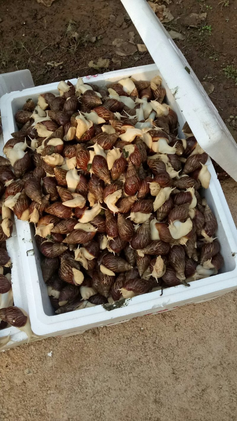 白玉蜗牛