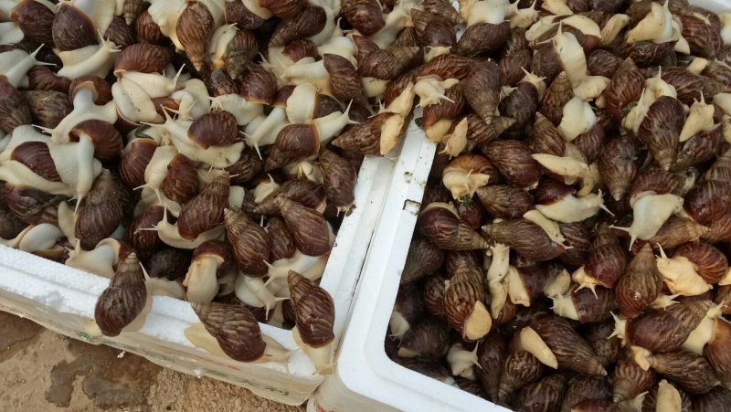 白玉蜗牛