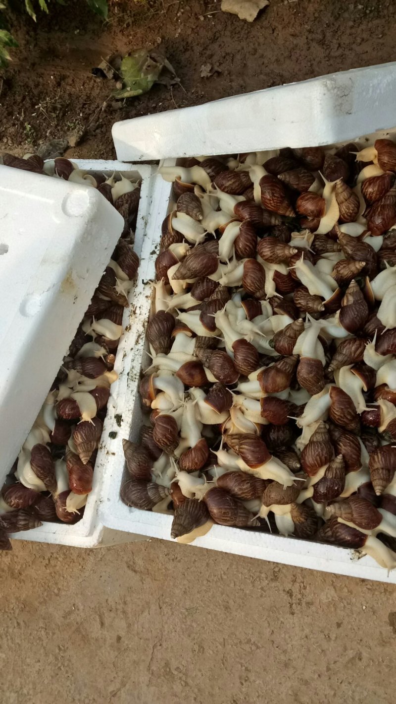 白玉蜗牛