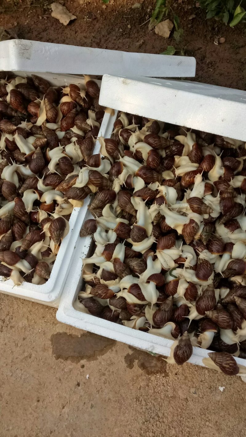 白玉蜗牛