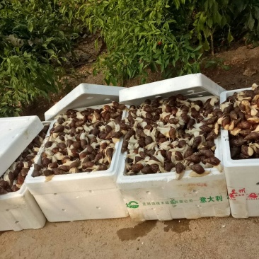 白玉蜗牛