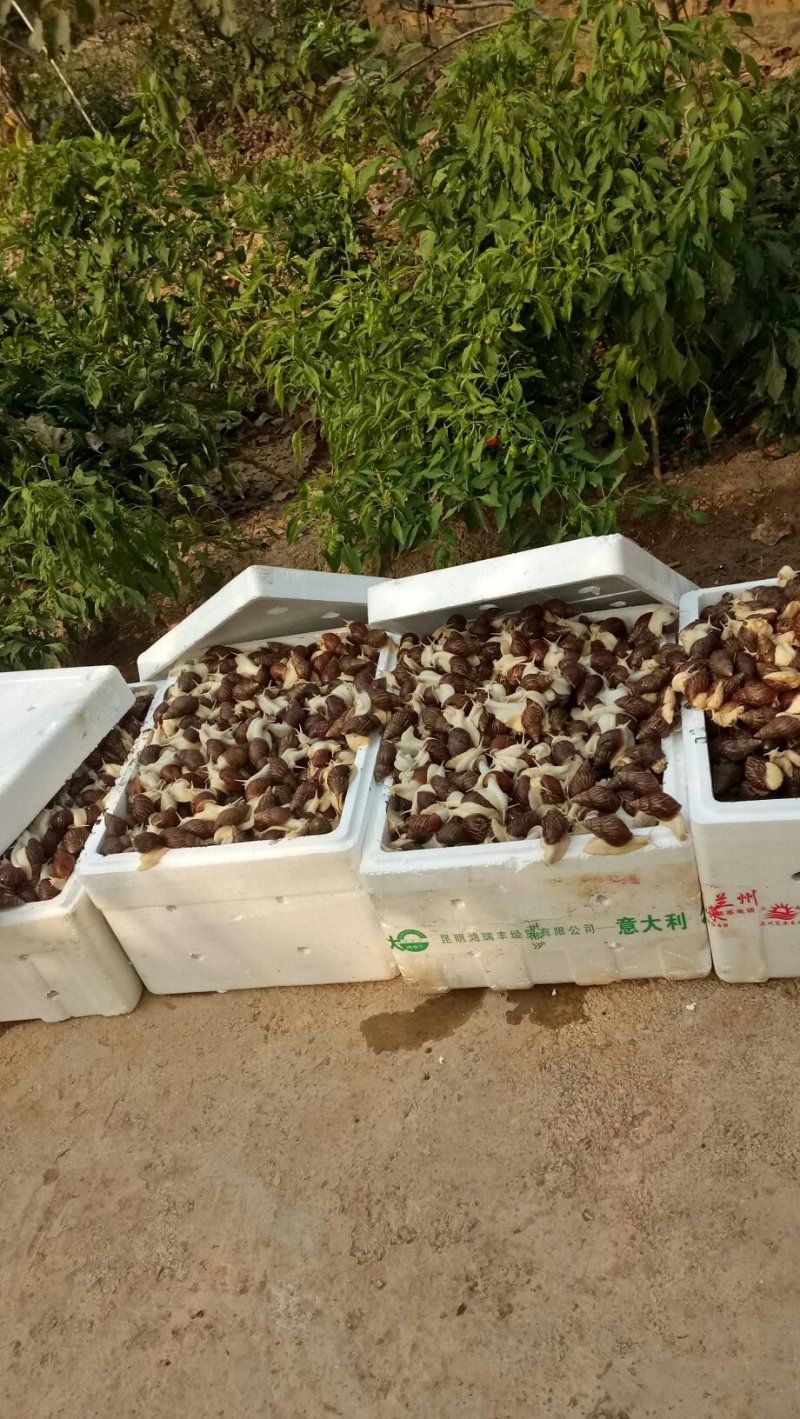 白玉蜗牛