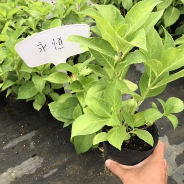 绣球花苗