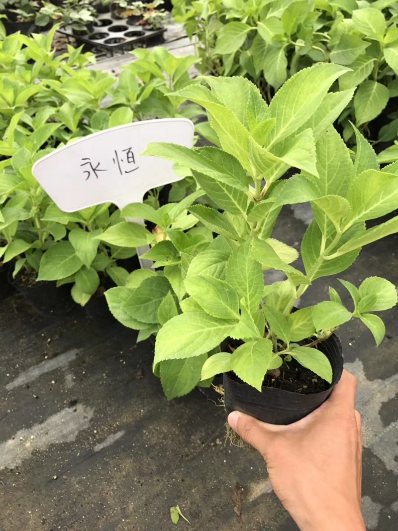 绣球花苗