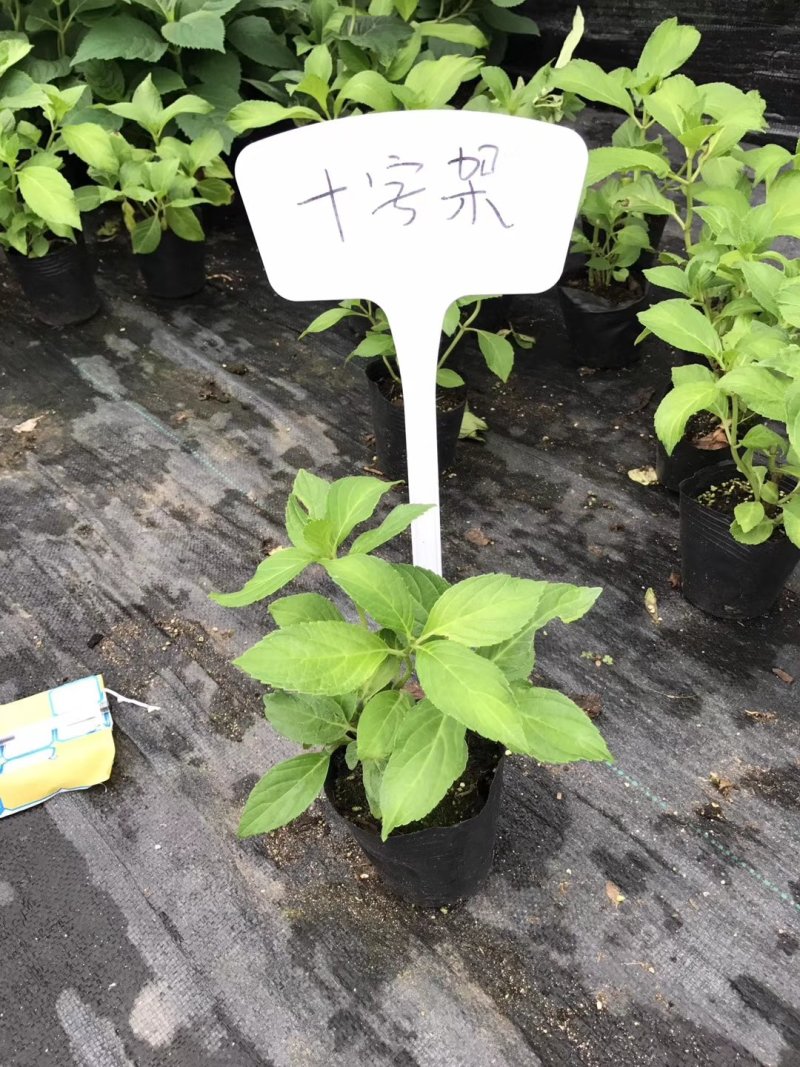 绣球花苗