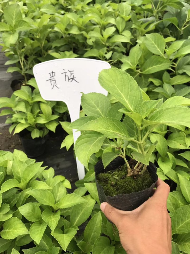 绣球花苗