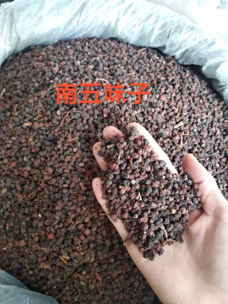 五味子南五味