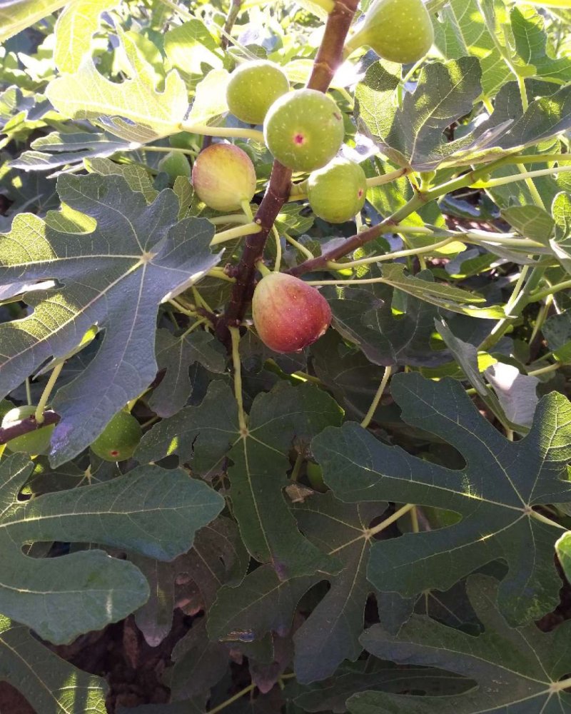 无花果苗适合南北，大棚种植量大从优，适合全国种植