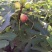 无花果苗适合南北，大棚种植量大从优，适合全国种植
