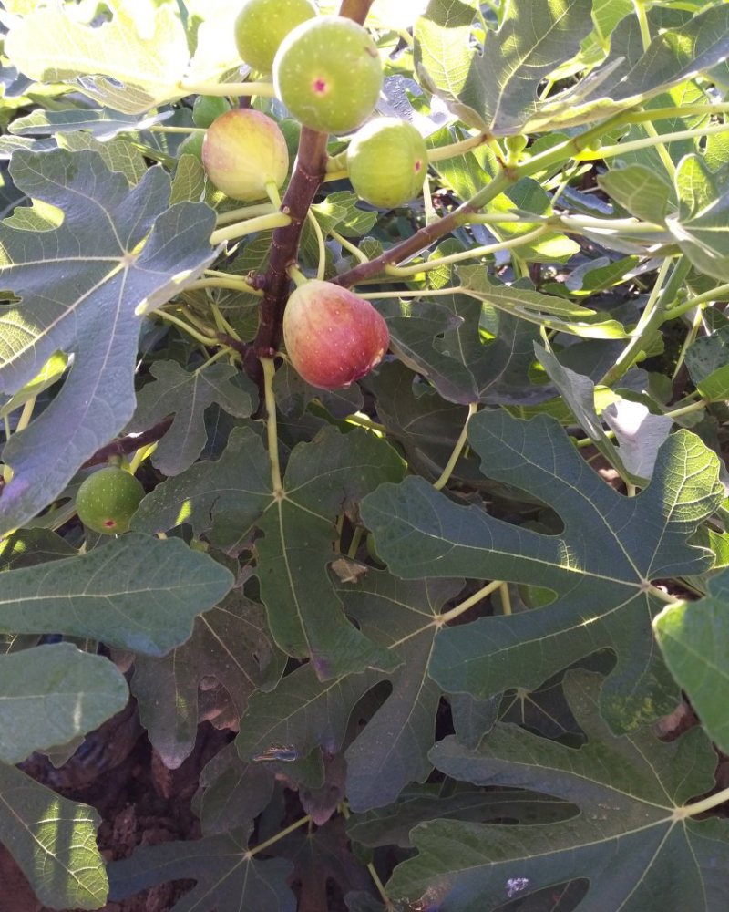 无花果苗适合南北，大棚种植量大从优，适合全国种植
