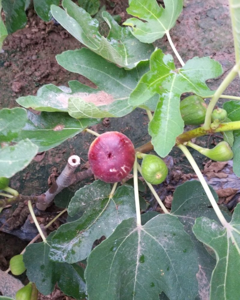 波姬红无花果苗50~80cm