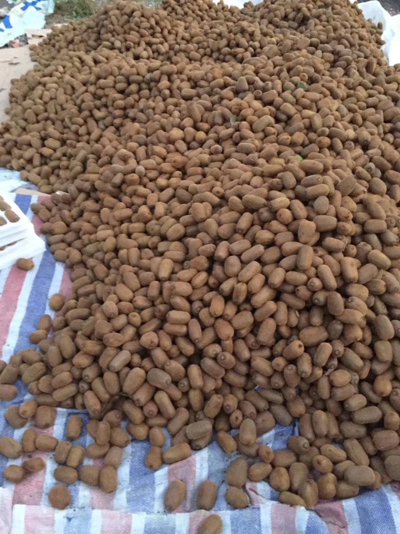 修文县贵长猕猴桃
