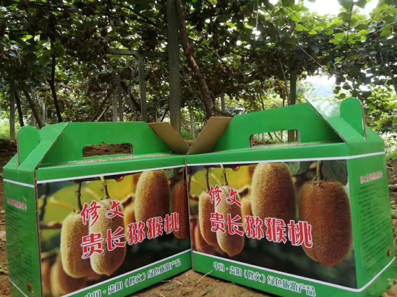 修文县贵长猕猴桃