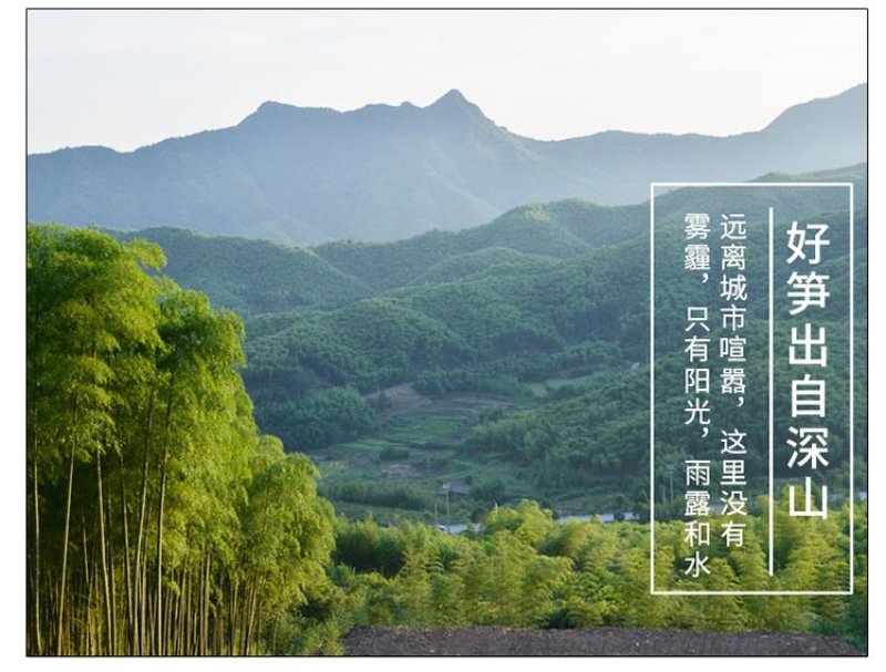 无盐淡笋干天目山笋干特产一件代发