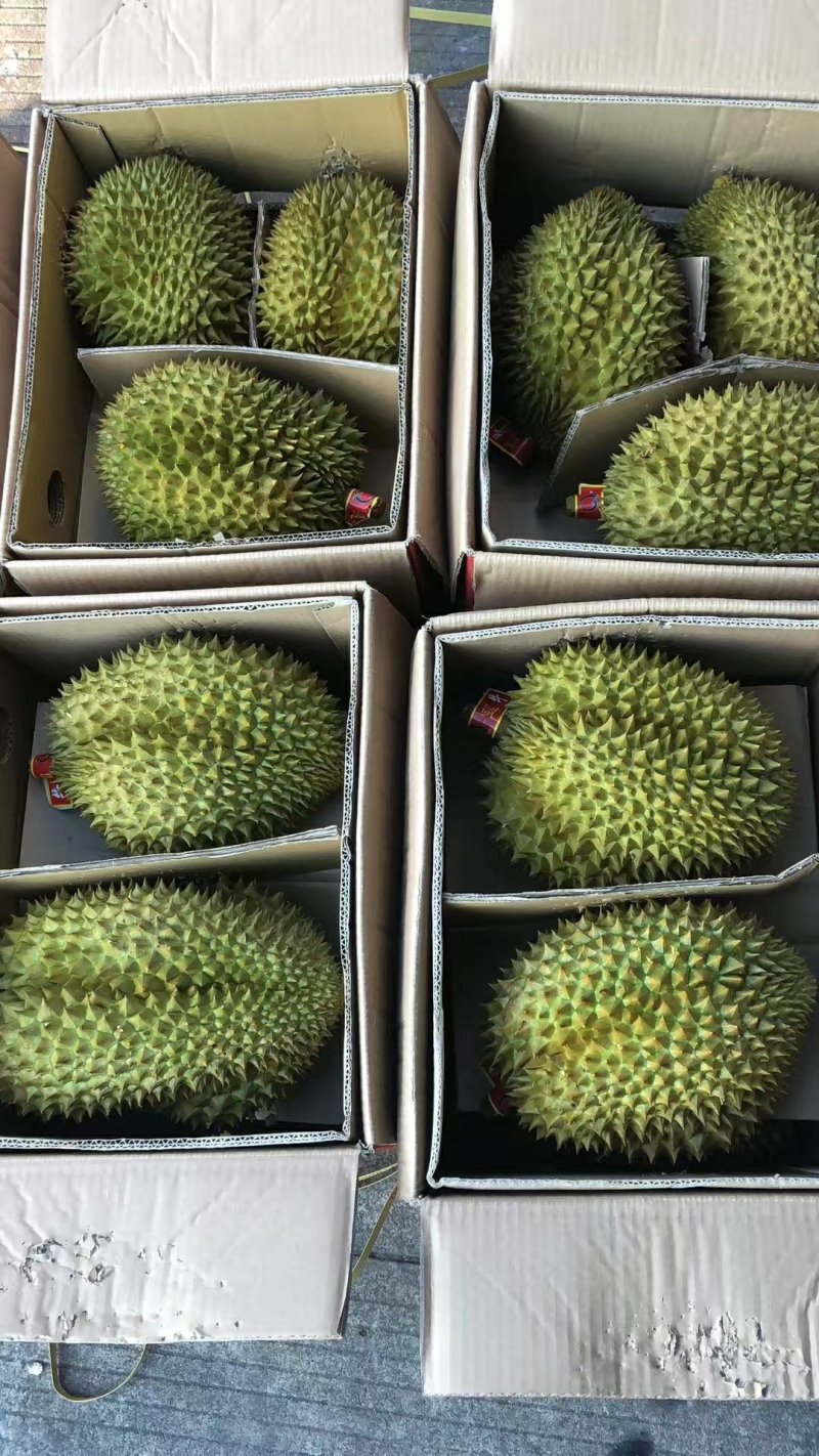 金枕榴莲