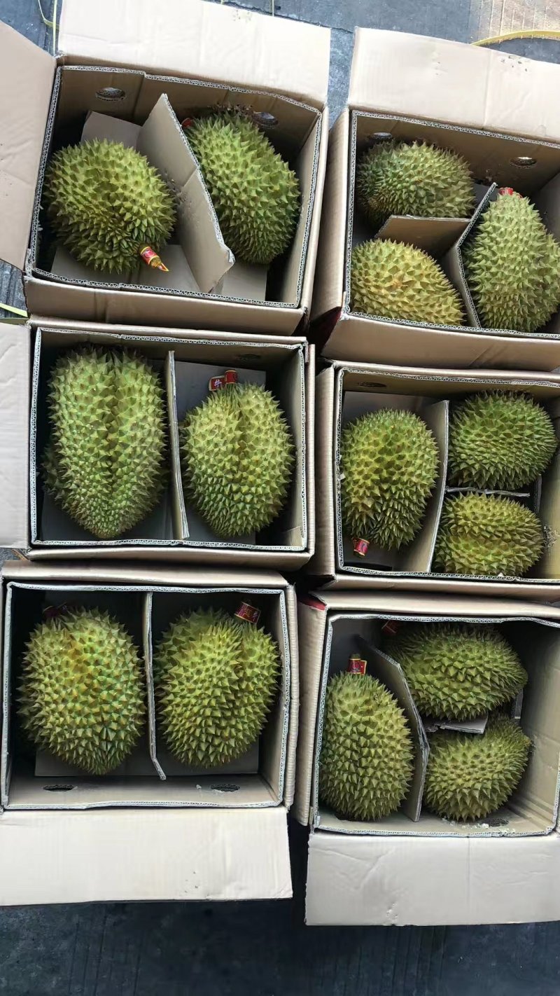 金枕榴莲
