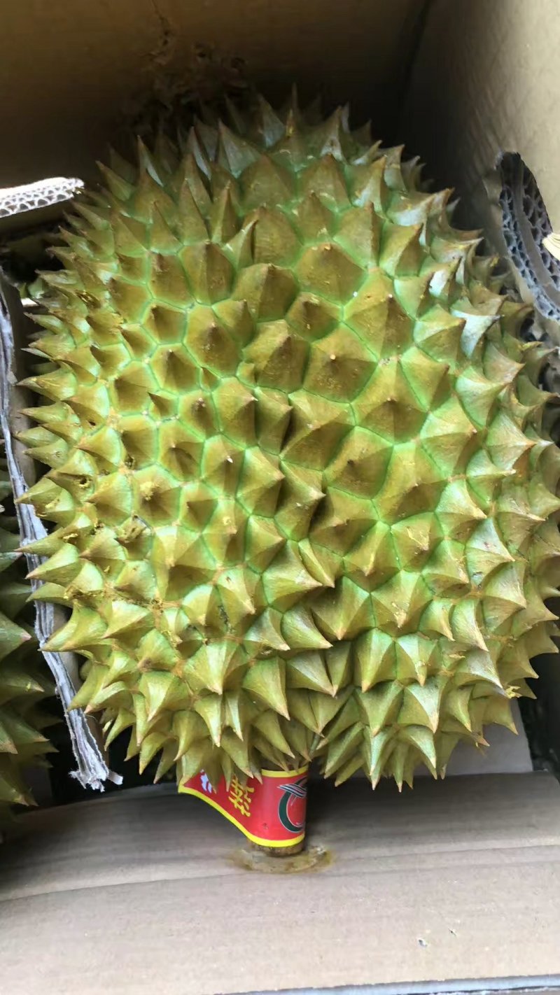 金枕榴莲