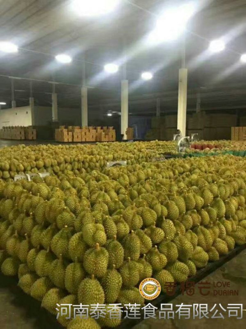 泰国树熟冷冻金枕头榴莲肉,带核榴莲肉，烘培原料