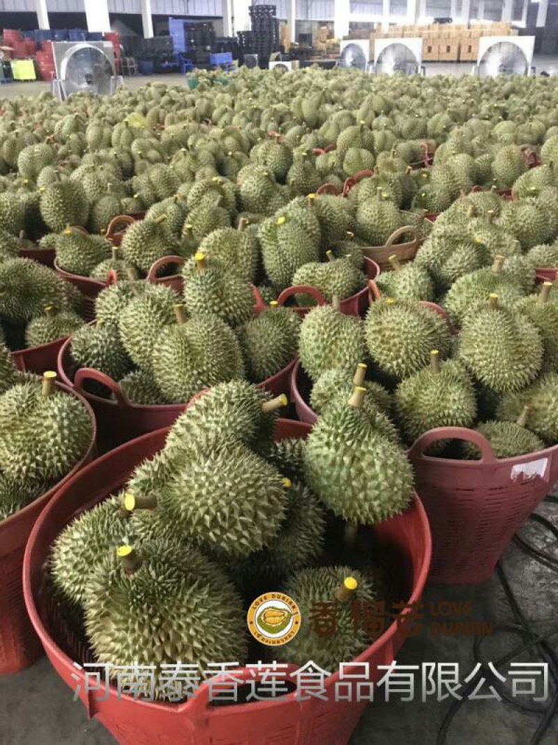 泰国树熟冷冻金枕头榴莲肉,带核榴莲肉，烘培原料
