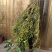 黄豆种子