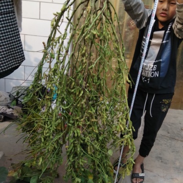 黄豆种子