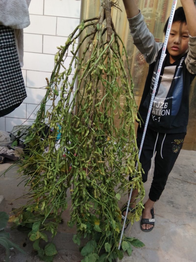 黄豆种子