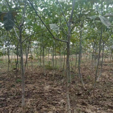 核桃苗3至5公公分，占地苗量大需要联系一亩田