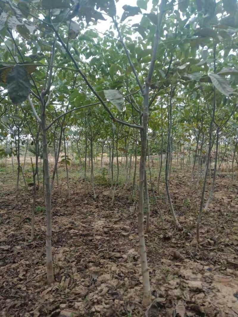 核桃苗3至5公公分，占地苗量大需要联系一亩田