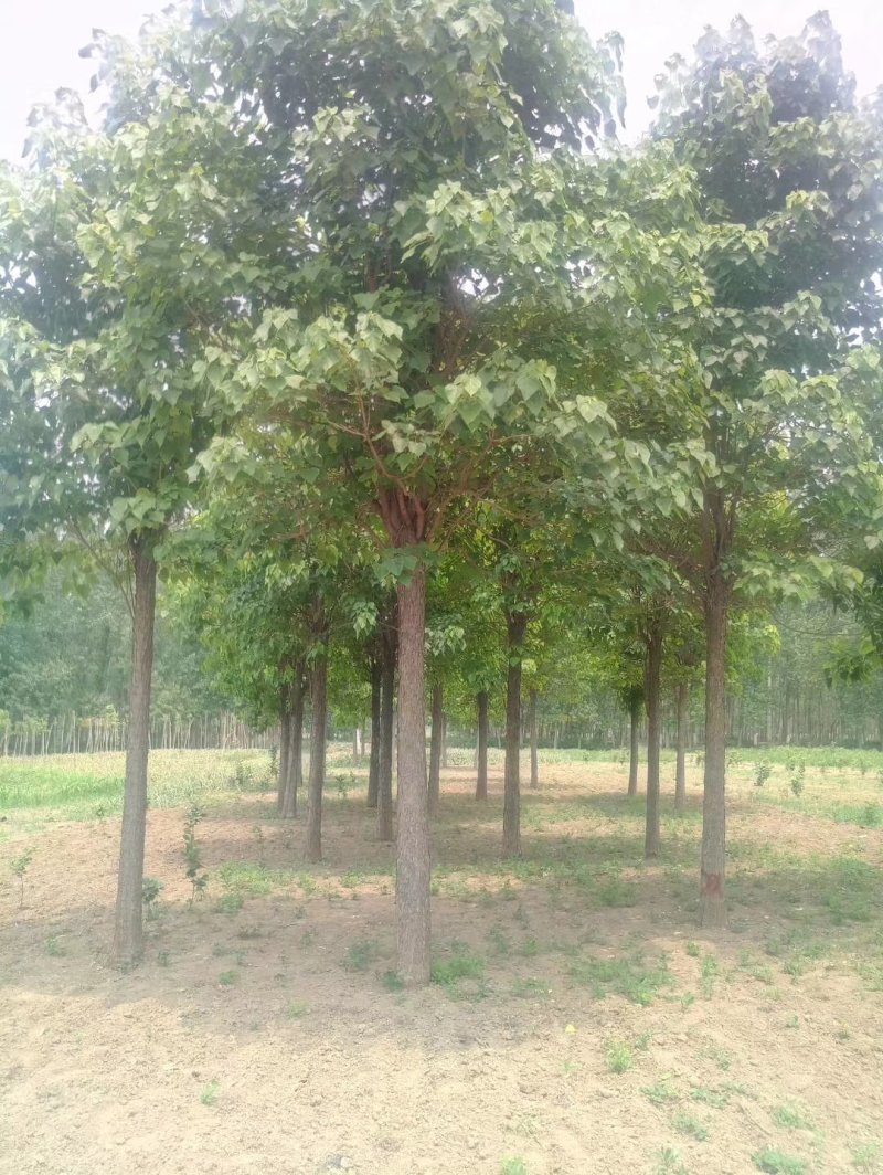 楸树，梓树