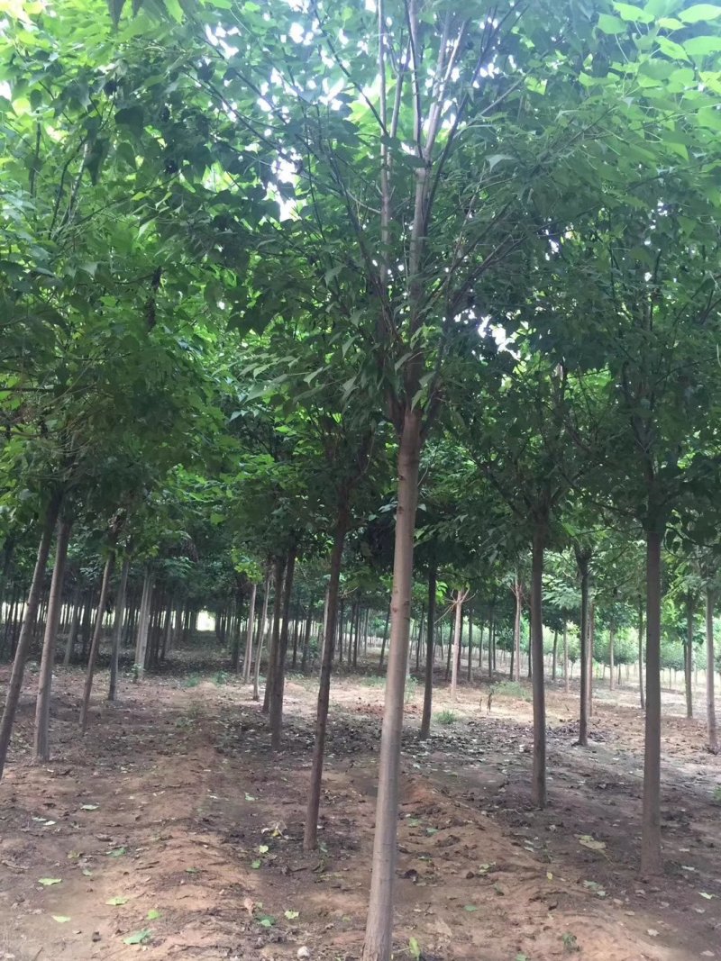 楸树，梓树