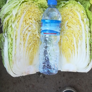 黄心白菜