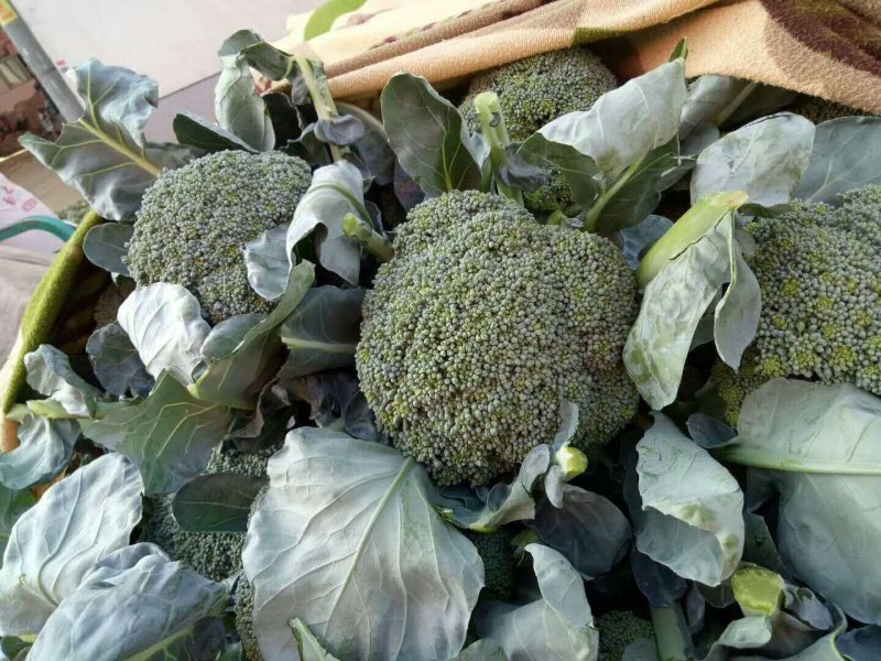 河北省邯郸市丛台区联帮蔬菜批发市场全年供应精品西蓝花
