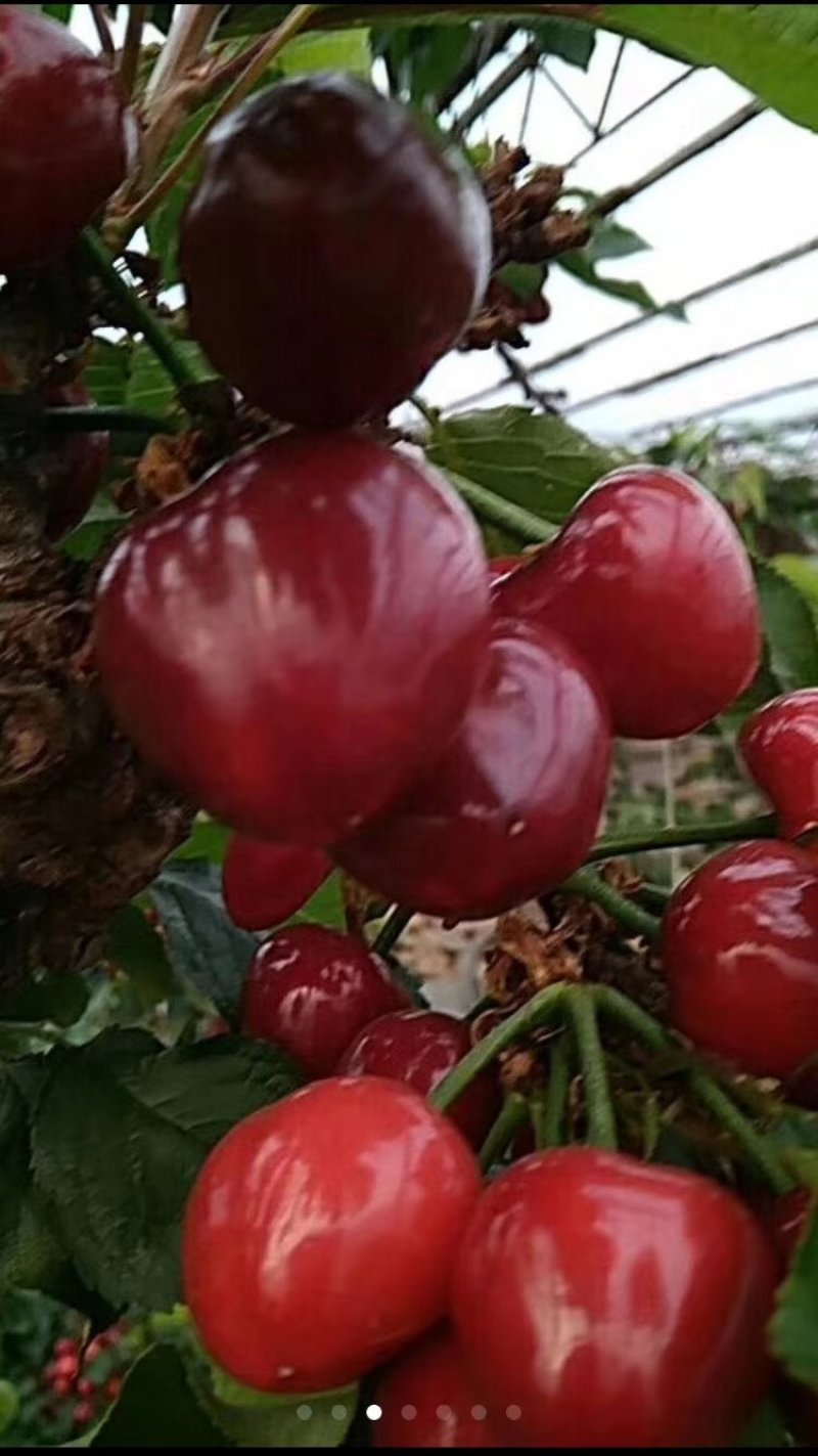 樱桃苗，辽宁樱桃苗，辽宁耐寒大樱桃苗，美早樱桃苗
