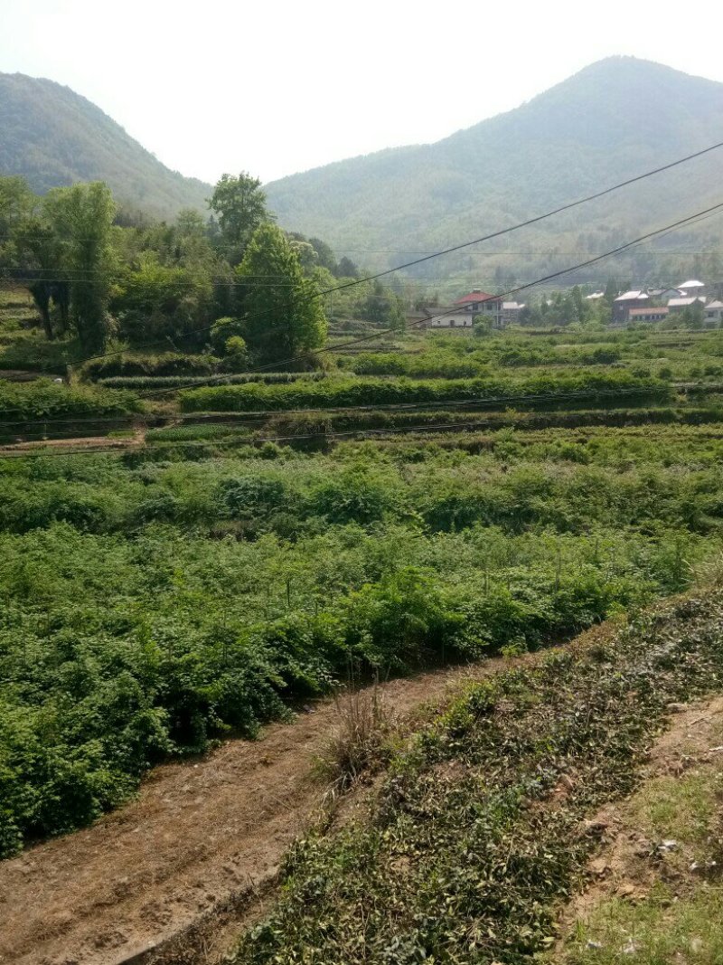掌叶覆盆子