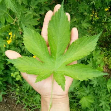 掌叶覆盆子