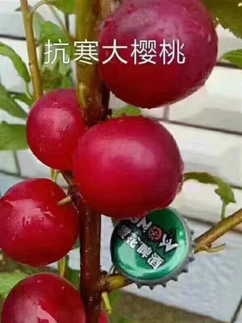 俄罗斯八号樱桃苗，辽宁俄罗斯8号樱桃苗，辽宁俄八樱桃苗，