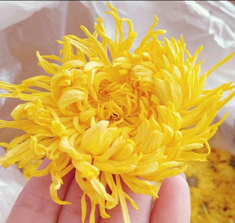 金丝皇菊朵朵精选精选花茶