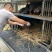 太湖猪育种中心提供原种太湖猪，3头以上包邮