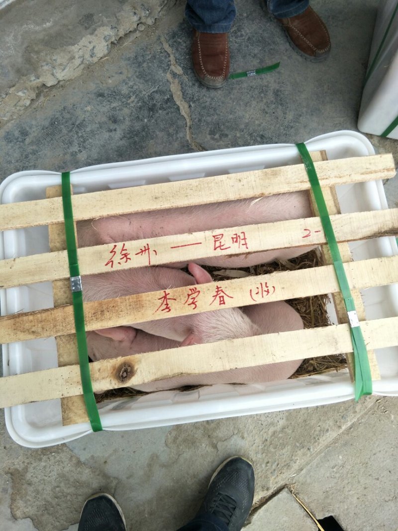太湖猪育种中心提供原种太湖猪，3头以上包邮