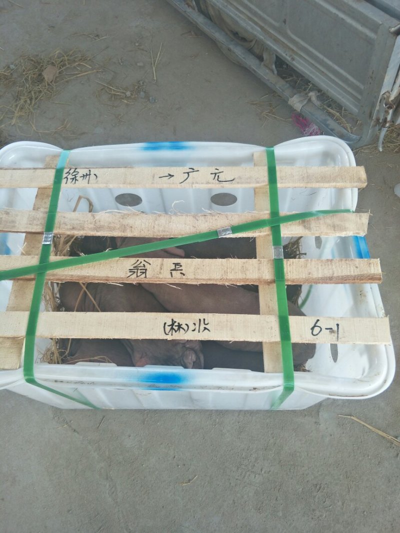 太湖猪育种中心提供原种太湖猪，3头以上包邮