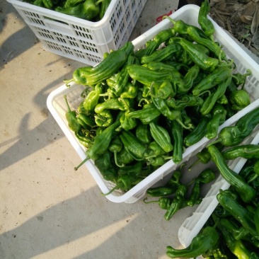 鲜辣椒