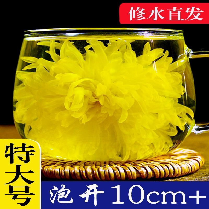 金丝皇菊大朵菊花茶一朵一杯厂家直发批发菊花茶