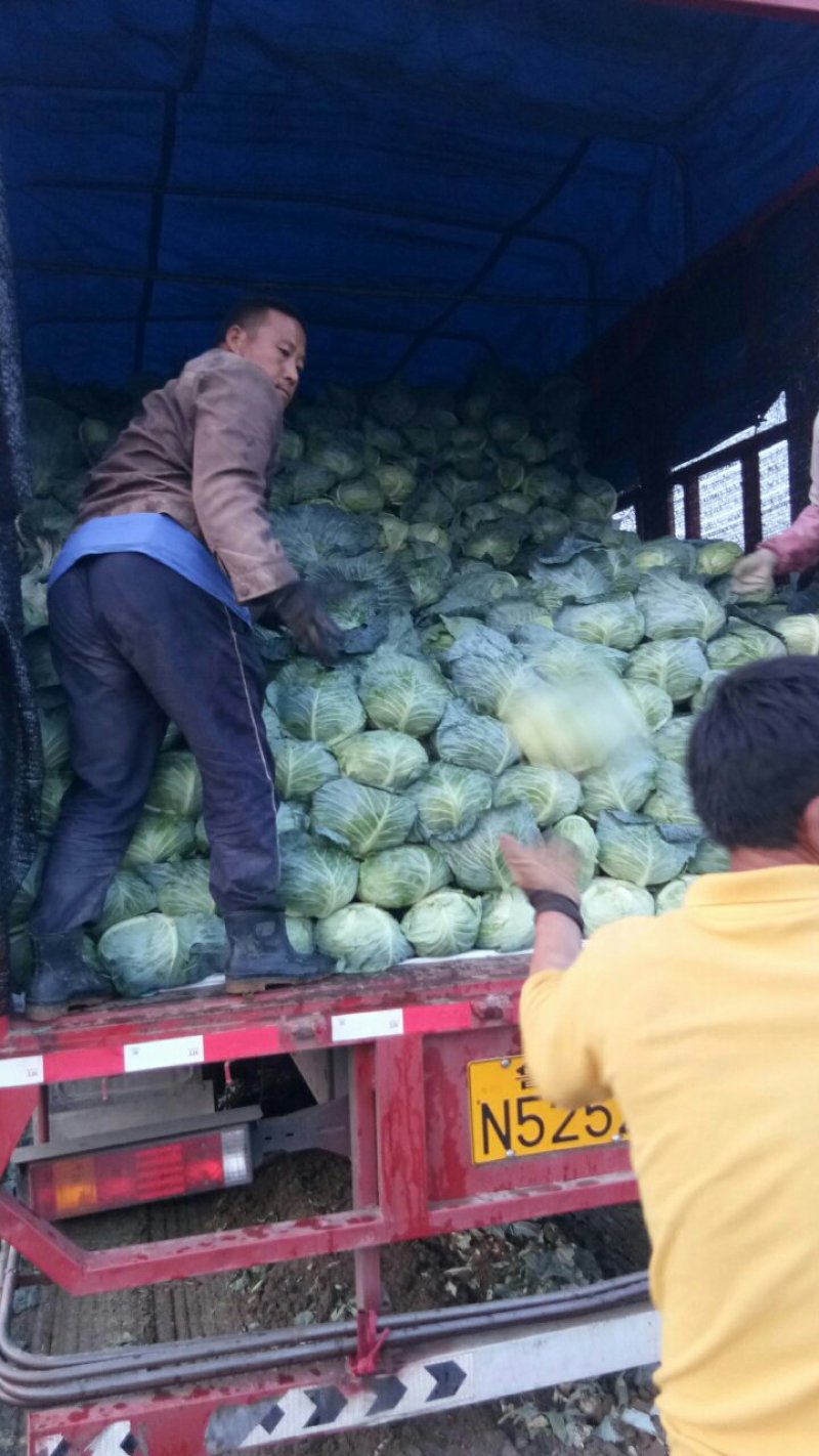 奥奇娜甘蓝，大量上市中，货源充足