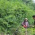 掌叶覆盆子苗