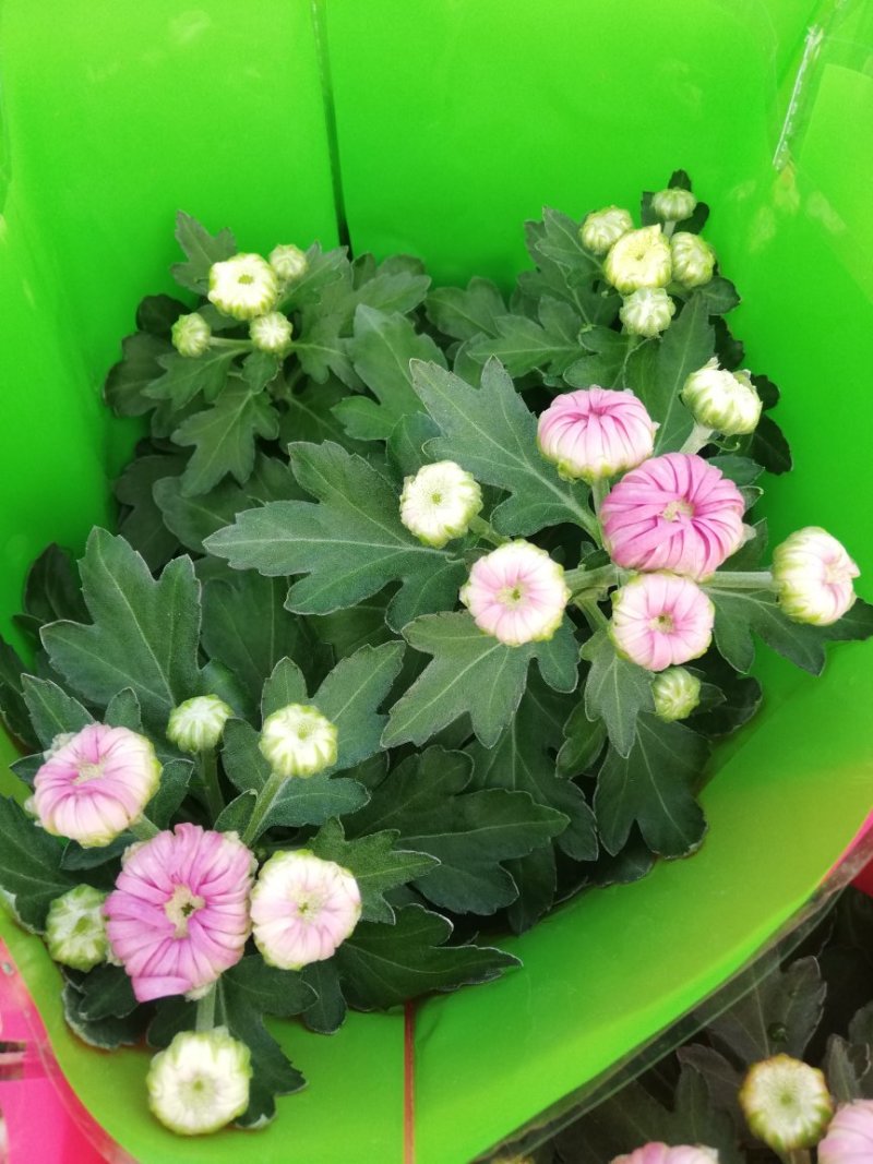 菊花荷兰太空菊