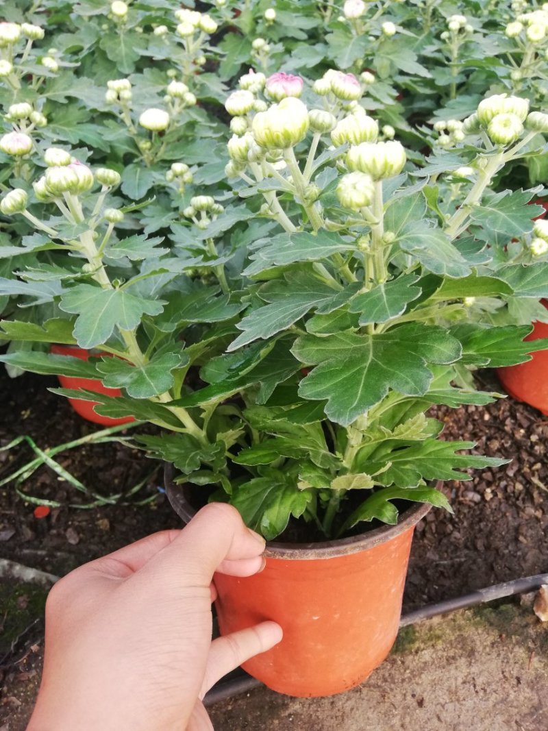 菊花荷兰太空菊