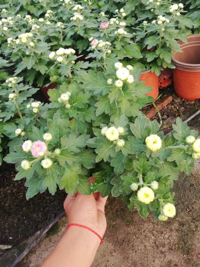 菊花荷兰太空菊